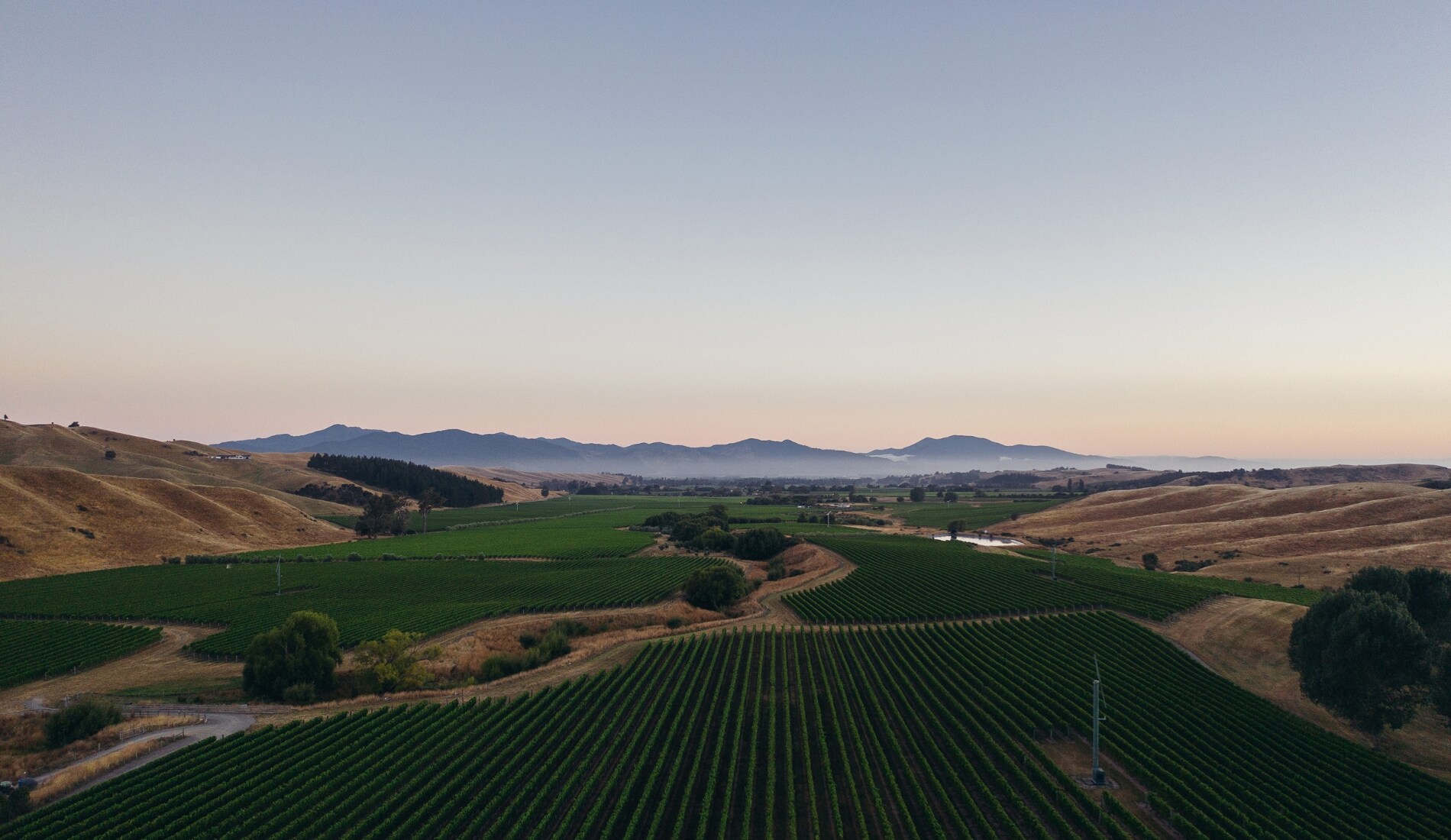 Landscape of Cloudy Bay vineyards in Marlborough