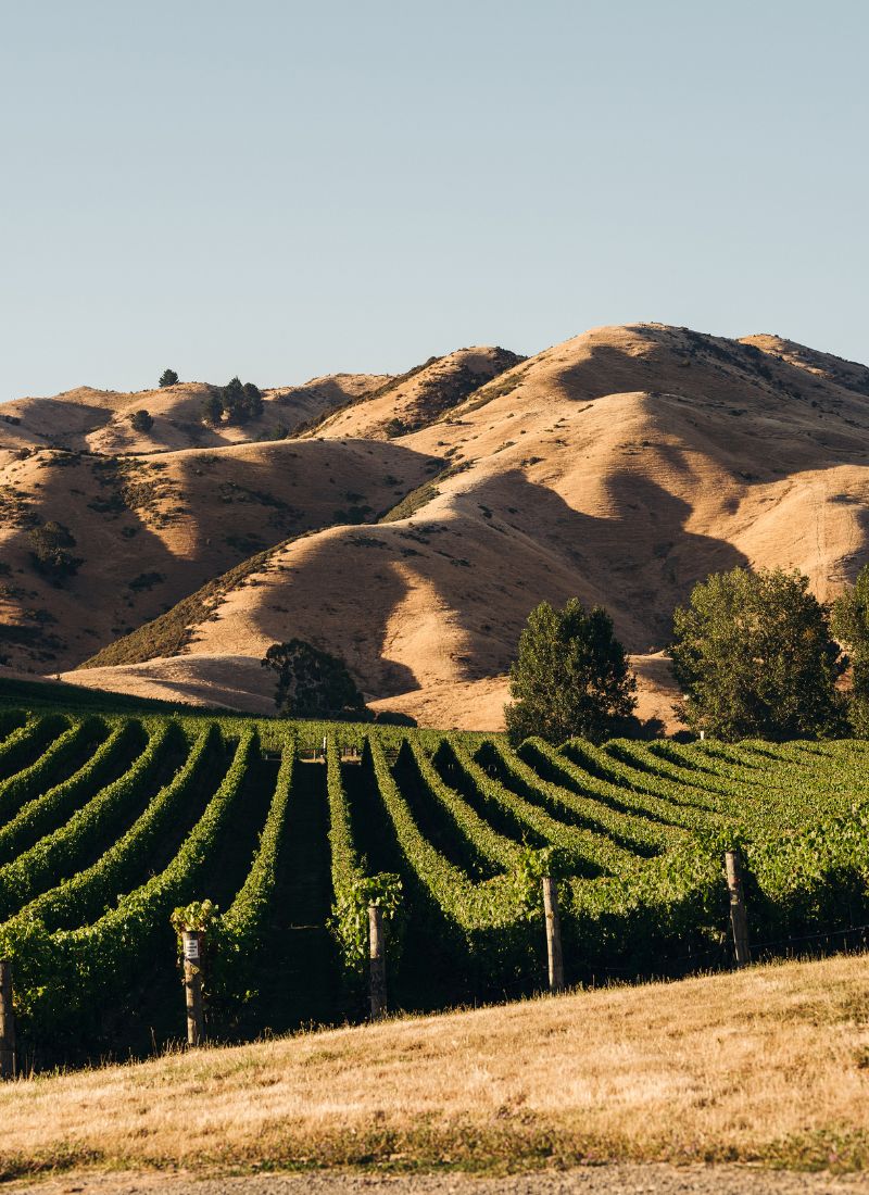 Cloudy Bay - Marlborough Vineyard